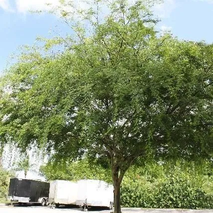 thumbnail for publication: Caesalpinia granadillo: Bridalveil Tree